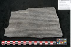 Foto (Objekt + Etikett) von Sigillaria elongata Brongniart (NHMW-GEO-2024-0188-11068)